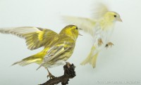 /album/vogels-van-jacques/huvaere-206-jpg/